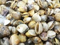 Venus shell at fresh-food market Royalty Free Stock Photo