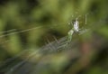 Venusta Orchard Spider (Leucauge venusta) Royalty Free Stock Photo