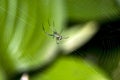 Venusta orchard spider in web Royalty Free Stock Photo