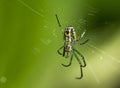 Venusta orchard spider in web Royalty Free Stock Photo