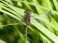 Venwitsnuitlibel, Small Whiteface, Leucorrhinia dubia