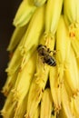 Ver abeja amarillo flor Royalty Free Stock Photo