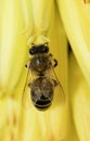 Ver abeja amarillo flor Royalty Free Stock Photo