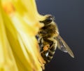 Ver abeja amarillo flor Royalty Free Stock Photo