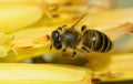 Ver abeja amarillo flor Royalty Free Stock Photo