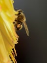 Ver abeja amarillo flor Royalty Free Stock Photo