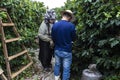 Manual coffee harvesting work on the brazilian farm in Vera Cruz city