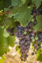 Wine grapes in veraison stage on vine