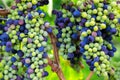 Veraison Syrah Shiraz Grape Vineyard