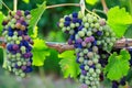 Veraison Syrah Shiraz Grape Vineyard