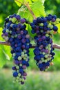 Veraison Syrah Shiraz Grape Vineyard