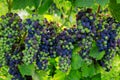 Veraison Syrah Shiraz Grape Vineyard