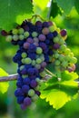 Veraison Syrah Shiraz Grape Vineyard