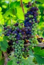 Veraison Syrah Shiraz Grape Vineyard