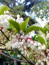 veralu flowers in sri lanka ( colourfull flower )