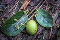 Veralu is a tropical fruit