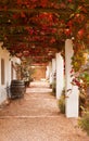 Veranda with grape leaves