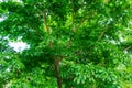 Verawood tree Bulnesia arborea - Davie, Florida, USA