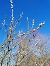 Verba branches. Willow twigs with buds.Blue sky