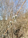 Verba branches. Willow twigs with buds.Blue sky