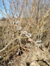 Verba branches. Willow twigs with buds.Blue sky