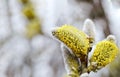 Verba fluffy. Trees bloom in the spring. The buds on the tree