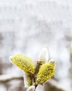 Verba fluffy. Trees bloom in the spring. The buds on the tree