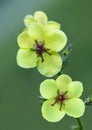 Verbascum blattaria moth mullein