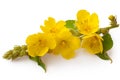 Verbascum, common mullein flower isolated on white background. Medicinal plant, alternative medicine