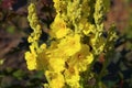 Verbascum, common name mullein