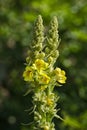 Verbascum densiflorum