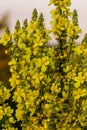 Verbascum densiflorum the well-known dense-flowered mullein