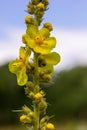 Verbascum densiflorum the well-known dense-flowered mullein