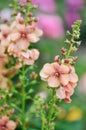 Verbascum Jackie