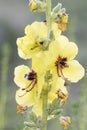 Verbascum nevadense mullein medium-sized plant with large light yellow flowers with purple hairy stamens on defocused green Royalty Free Stock Photo