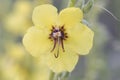 Verbascum nevadense mullein medium-sized plant with large light yellow flowers with purple hairy stamens on defocused green Royalty Free Stock Photo