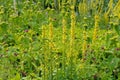 Verbascum nigrum, common name black mullein