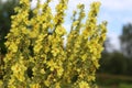 Verbascum phlomoides, commonly called orange mullein or wooly mullein.