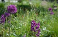 Verbascum phoeniceum meadow species, which thanks to the velvety purple flowers is one of the most beautiful divisions.