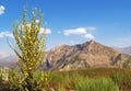 Verbascum songaricum or Mullein flower in Alborz Mountains