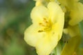 Verbascum thapsus or Bear`s ear - a plant in the form of a candle with large yellow flowers