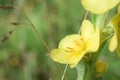 Verbascum thapsus or Bear`s ear - a plant in the form of a candle with large yellow flowers