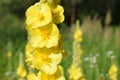 Verbascum thapsus or Bear`s ear - a plant in the form of a candle with large yellow flowers