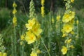 Verbascum thapsus or Bear`s ear - a plant in the form of a candle with large yellow flowers