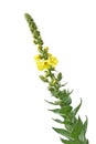 Verbascum Thapsus Flower