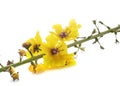 Verbascum thapsus in studio Royalty Free Stock Photo