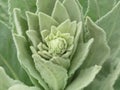 Verbascum Thapsus, great mullein or common mullein