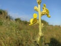 Verbascum thapsus, the great mullein, greater mullein Royalty Free Stock Photo