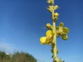 Verbascum thapsus, the great mullein, greater mullein Royalty Free Stock Photo