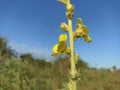 Verbascum thapsus, the great mullein, greater mullein Royalty Free Stock Photo